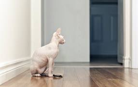 Красивый кот сфинкс сидит на полу