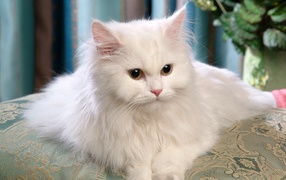 Красивый белый кот лежит на диване