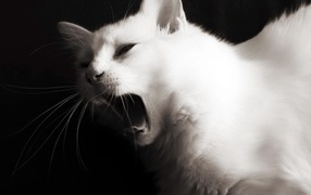 Красивый белый молодой кот зевает