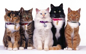 Beauty contest cats