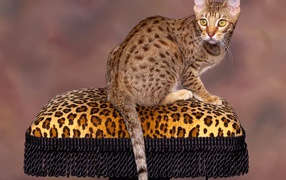 Bengal cat poses