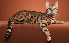 Бенгальский кот позирует на коричневом фоне
