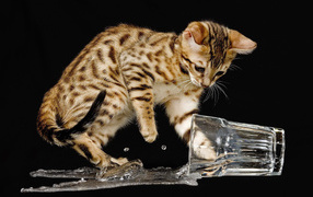 Бенгальский кот разлил воду