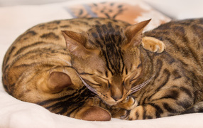 Bengal cats hugging