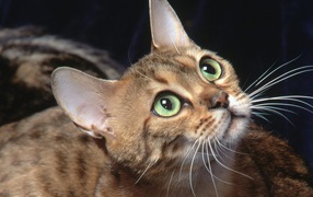 Бенгальский зеленоглазый кот что-то увидел