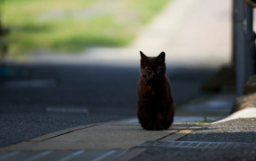 Black Cat hypnotizes photographer