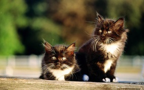 Чёрно-белые пушистые братья коты