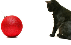 Black cat and red ball