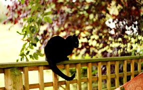 Black cat on a fence