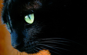 Чёрный кот с зелёными глазами крупным планом