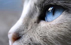 Blue cat's eye