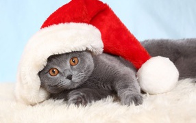 British cat in a Christmas cap
