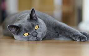 Британский кот лежит на полу