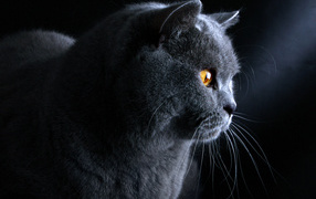 British cat on a dark background