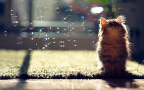 Cat and bubbles