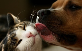 Cat and dog, a true friendship