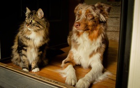 Cat and dog friends