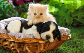 Cat and dog in the basket