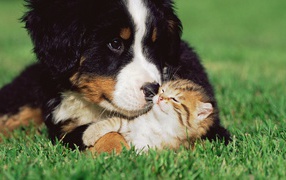 Кот и пёс на лужайке