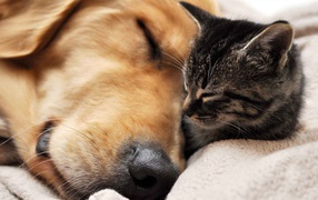 Кот и пёс спят