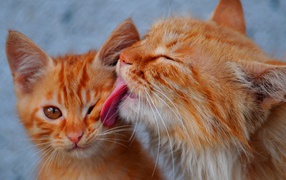 Cat cat licking