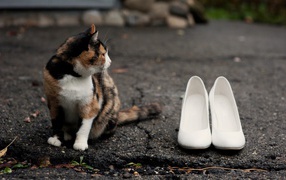 Cat guards shoes