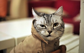 Cat's coat