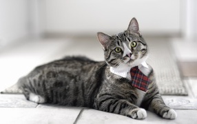 Cat wearing a tie