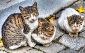 Cat with kittens on the street