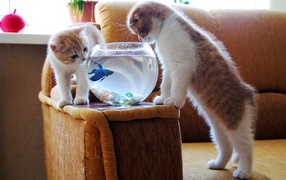 Cats and blue fish