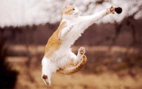 Кошка прыгает за шишкой
