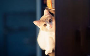 Cute cat sits on a shelf