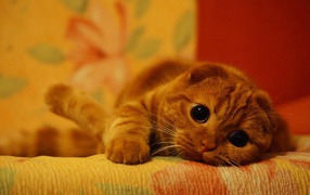 Cute red Scottish Fold cat