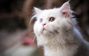 Cute white cat with different eyes