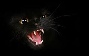 Fangs black cat