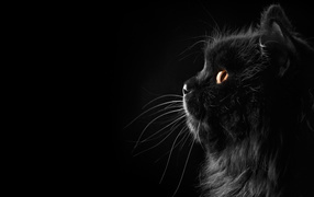 Fluffy black cat on a black background