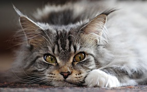 Funny Maine Coon cat