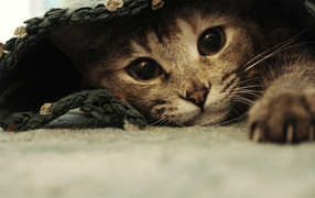 Смешной красивый кот под ковриком