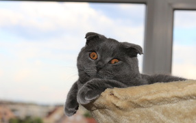 Gray Scottish Fold in his bed