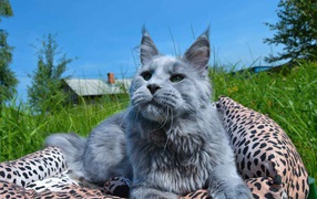 Серый молодой кот мейн-кун на природе