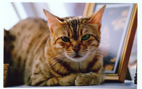 Grumpy bengal cat