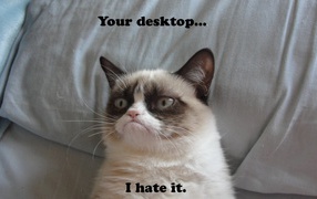 Grumpy cat at desktop
