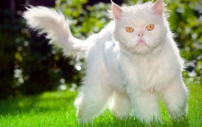 Grumpy fluffy white cat on the grass