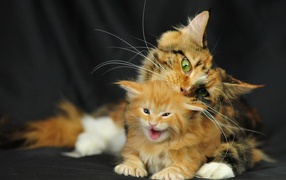 Kid Maine Coon with mom
