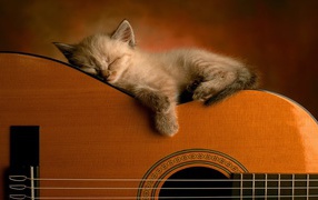Kitten asleep guitar
