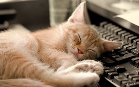 Kitten on the keypad