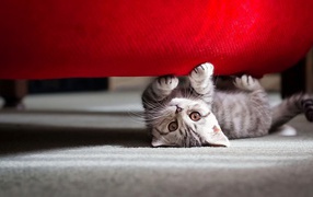 Kitten under the sofa