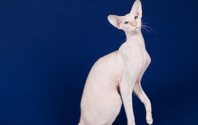 Large sphinx cat on a blue background