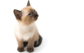 Little cute Siamese cat posing