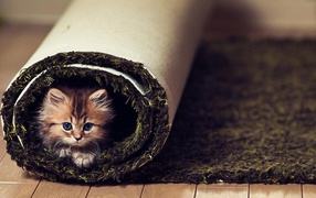 Little funny cat in the carpet